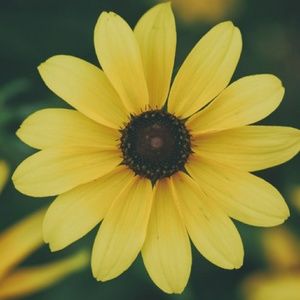 Meet your Posher, Aminata